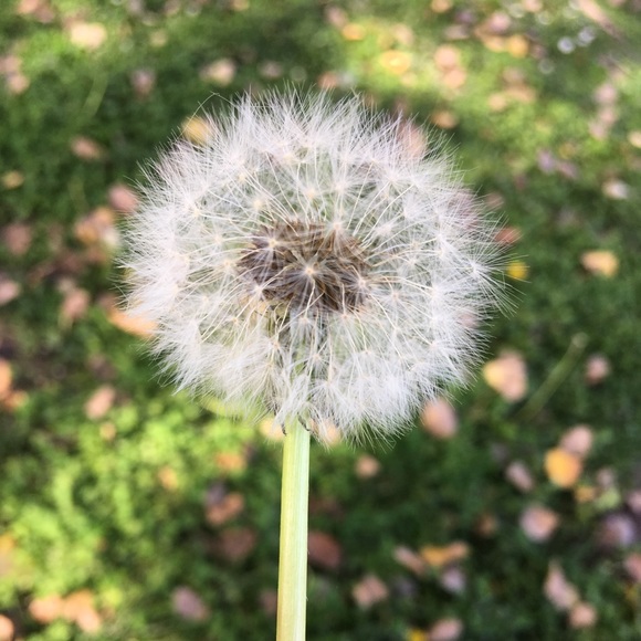 Meet your Posher, Mia - Picture 1 of 1